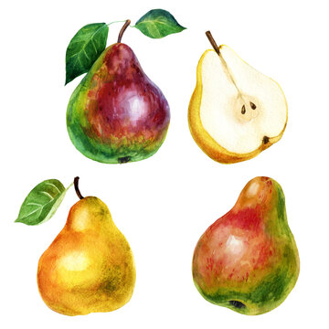 Watercolor illustration, set. Pears. Watercolor drawing. Fruit.