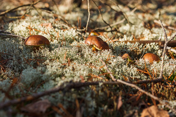 Boletus badius grows among moss. Small depth of field
