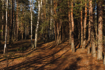 Birchs in a pine forestis illuminated by yellow evening sun light. 