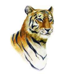 Watercolor illustration. Tiger. Wild animals hand drawn in watercolor. Portrait of a tiger.