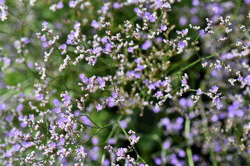 Kleine Blüten eines gewöhnlichen Strandflieders
