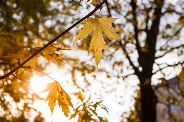 Yellow maple leaves in sunlight