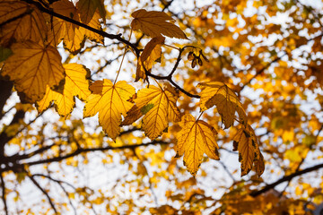 Yellow maple leaves in sunlight