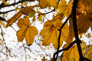 Yellow maple leaves in sunlight
