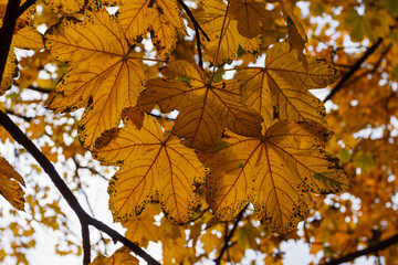 Fototapeta na wymiar Yellow maple leaves in sunlight 
