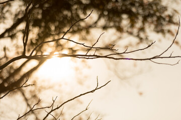 Beautiful nature at evening in spring forest trees with sun rays