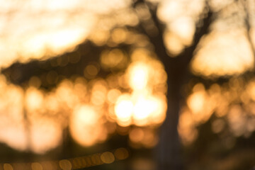 autumn trees out of focus, natural bokeh background