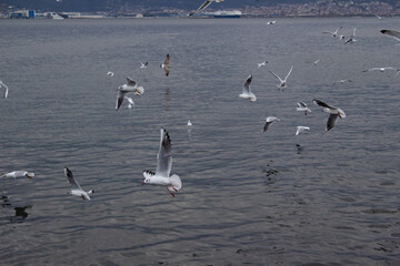 seagulls in flight