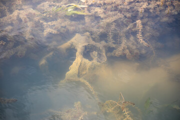 Dead tree branch in the lake and its reflection with cloudy sky on water.