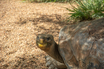 Close-up profile picture of the Galapagos giant tortoise (Chelonoidis nigra)