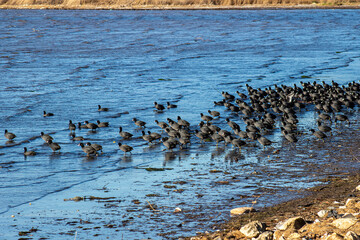 Fototapeta na wymiar flock of ducks ( izmit, kocaeli, Turkey)