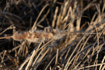 dry reed in sedge