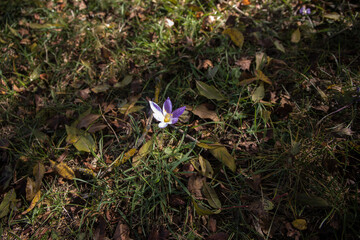Purple and yellow greater pasque flower - Pulsatilla grandis - growing in grass, macro close up detail