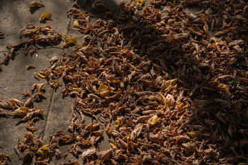 Golden vibrant fall leaves on the ground in a forest. Forest with colorful golden foliage.