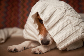 Obraz premium Jack Russell terrier dog keep warm under wool sweater. Pet care concept
