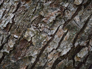 background and texture of the Apple tree bark.