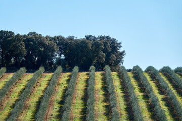 Fototapeta premium View of an Andalusian plantation of young olive trees in parallel rows