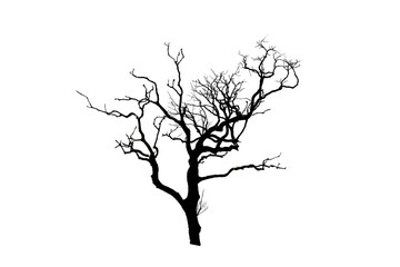 Gray and Black Old tree without leaves  isolated on white background 