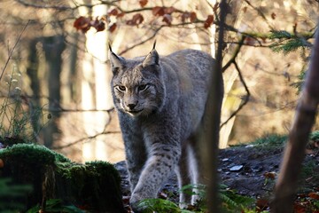 Hirsch
Meise
Grünfink
Gimpel
Sonnenuntergang
Wildwald
Schwan