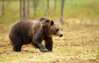 Fototapeta na wymiar Close up of Eurasian Brown bear in swamp