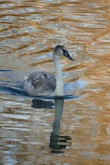 Hirsch
Meise
Grünfink
Gimpel
Sonnenuntergang
Wildwald
Schwan