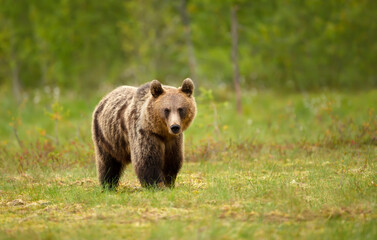Naklejka na ściany i meble Close up of an Eurasian Brown bear standing in swamp