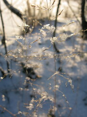 Thin layer of snowflakes on the grass