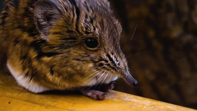 Close up of Elephant Mouse or elephant shrew or jumping mouse