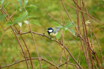 Hirsch
Meise
Grünfink
Gimpel
Sonnenuntergang
Wildwald
Schwan