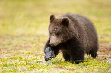 Fototapeta na wymiar Close up of cute Eurasian Brown bear cub crossing a swamp