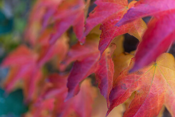 Güzel sonbahar yaprakları dekor duvarda asılı yeşil kırmızı mor renkte.