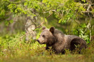 Close up of a cute small Eurasian Brown bear in forest