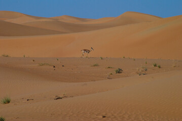 Fototapeta na wymiar Arabian gazelle walking in sand dunes