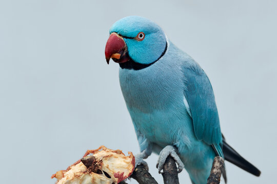 Close up of a blue Ringneck Parakeet (Psittacula krameri) eating an apple and isolated on blue background.