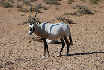 Arabian oryx walking by desert shrubs