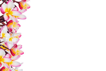 magnolia flower spring branch isolated on white background