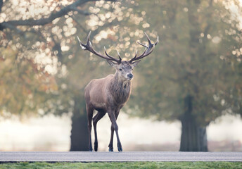 Close up of a red deer stag crossing the road