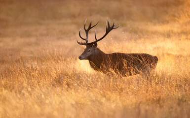 Close-up of a red deer at sunrise