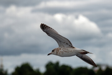 River gull in flight against the background of a cloudy sky