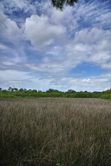 Obraz premium Dramatic sky over reed marsh in tropical Florida 