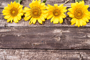 Composition from yellow sunflowers on the wooden background. decorated with mushroom and leaves. Space for text. Flat lay. Autumn season for seeds