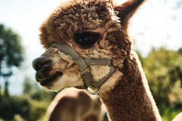 Obraz premium Primo piano di alpaca marrone