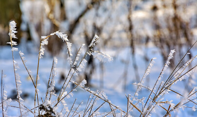 Frosty winter day and frost on the grass.