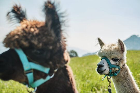 Alpaca bianco e marrone a passeggio