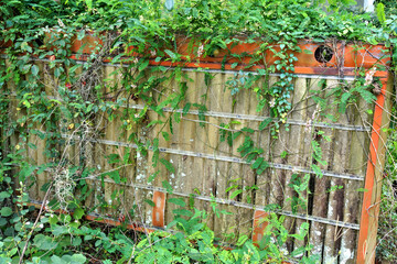  Old vintage discarded display sign overgrown by vines  