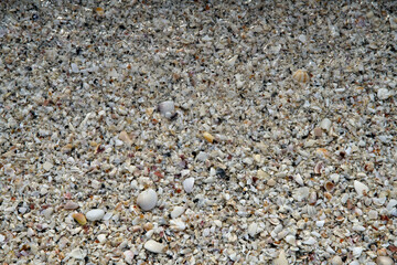 Small sea shells on the beach at Sanibel Island, Florida 