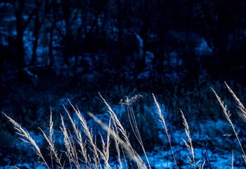 forest park vegetation sunny winter day