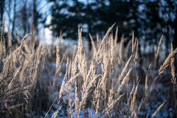 Fototapeta premium forest park vegetation sunny winter day