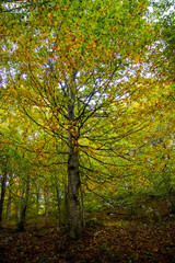 autumn forest and trees wood