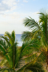 Fototapeta na wymiar Coconut trees against a blue sky and a beautiful beach in Puerto Plateau, Dominican Republic. Vacation vacation background Wallpaper. View of a beautiful tropical beach.